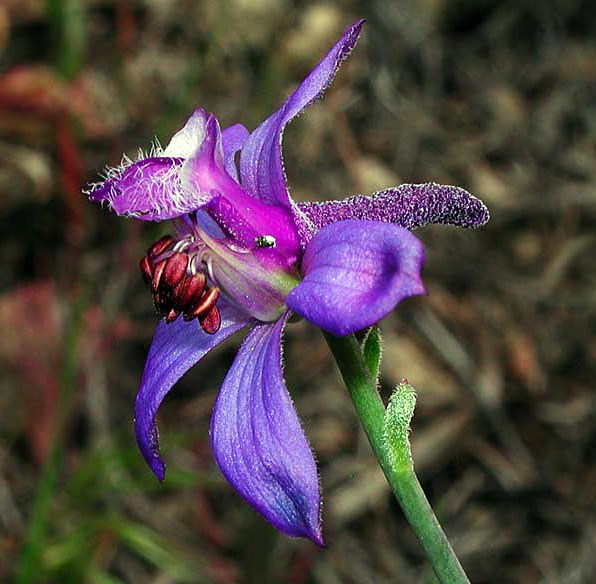 Species Closeup