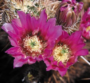 Color photo of bright pink flowers atop a cactus.