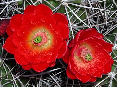Species Closeup