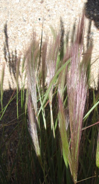 Species Closeup