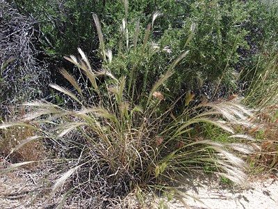 Specie Habitat
