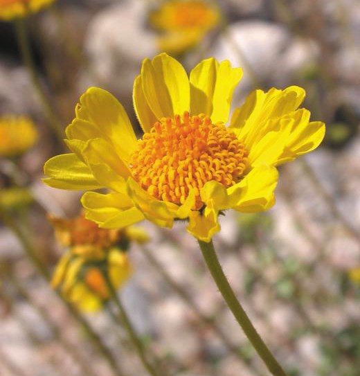 Single yellow flower with orange head on a green stem.