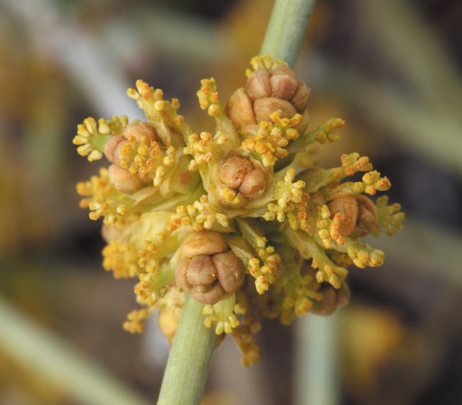 Small bunch of yellow cone-like buds around a long stalk.