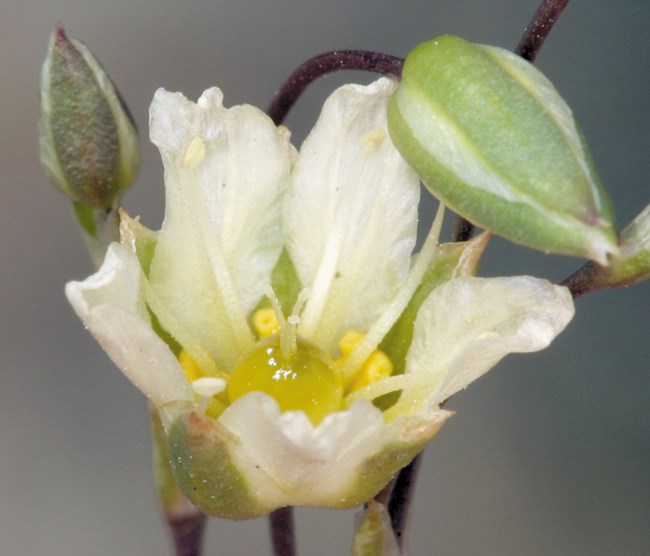 White-petaled flower with yellow stamen and a swollen yellow stem head.