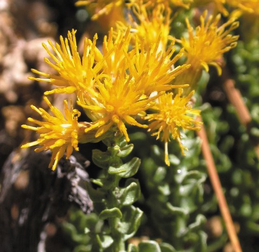 Yellow fire-cracker shaped flowers atop stems covered in green leaves.