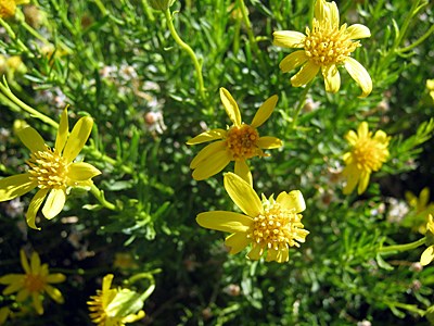 Species Close-up