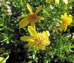 Yellow-petaled flowers with orange centers.