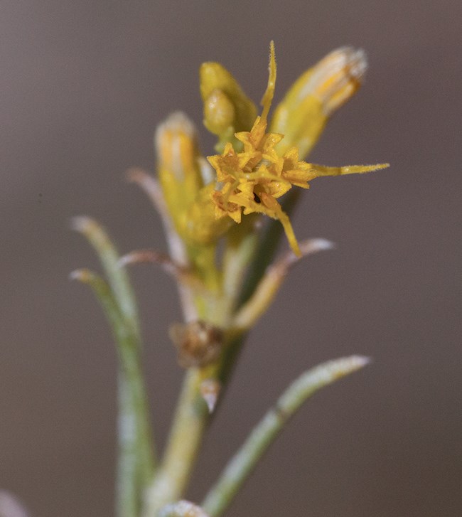 Tiny, yellow, star-shaped flowers atop a long green stalk.
