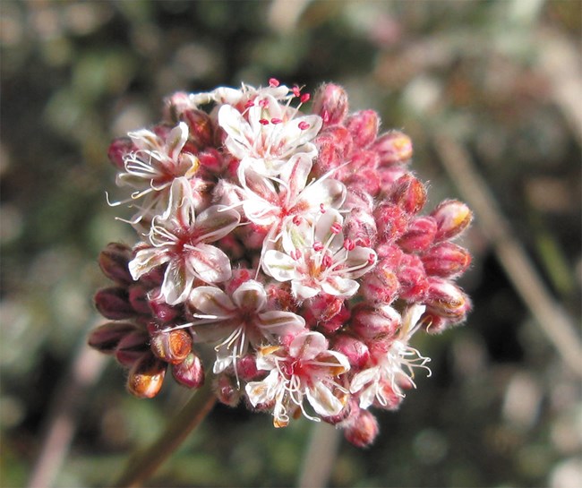 A bunch of pink and white flowers around a single stem.