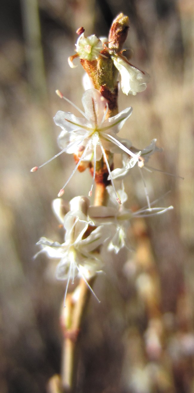 Small white flowers on a long straw-colored stem.