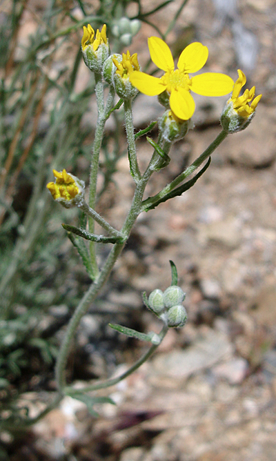Eriophyllum-confertiflora-(
