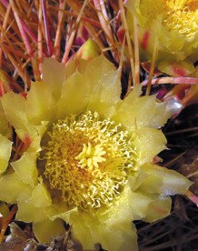 Large, pale yellow flower with a yellow center surrounded by orange-colored spikes.