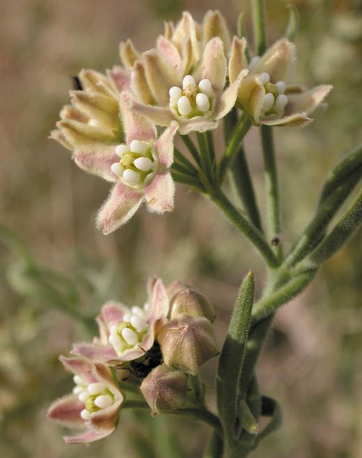 Light pink and white small flowers on a furry green stem. Photo: James Andre