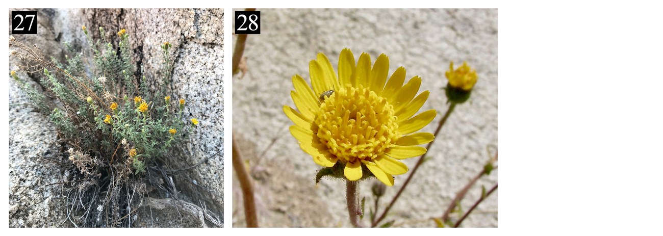 Two images with numbers in the corner of each image corresponding to the plant's name in the text box below. The 1st plant is a green shrub with yellow flowers growing out of a rocky substrate, the 2nd is a close-up of a yellow, daisy-like flower.