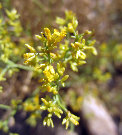 Species Closeup