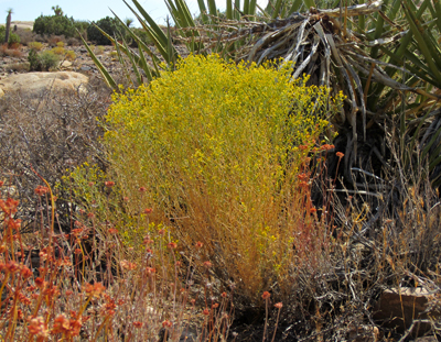 Species Habitat