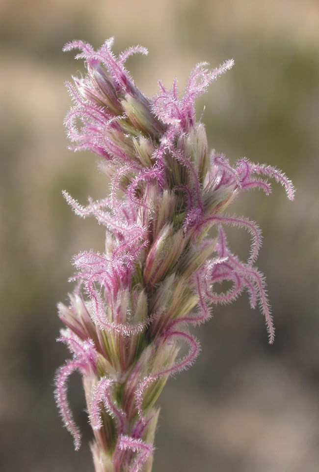 Thin, pink-tinted, long fuzzy strands along a stalk.