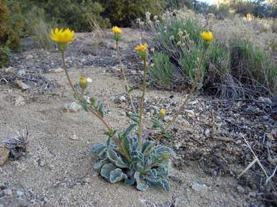 Species Habitat