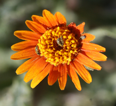 Species Closeup