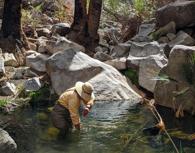 Scientist wearing waders and large-brimmed hat dips sampling net in pool of water to catch invertebrates.