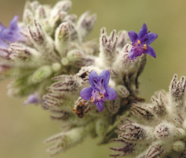 Color photo of a very small purple flower on a larger wool stalk of buds. Photo: Steve Matson