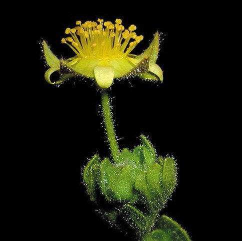 Yellow flower with many yellow stamen on a woolly stem covered in a bunch of green leaves at the base.