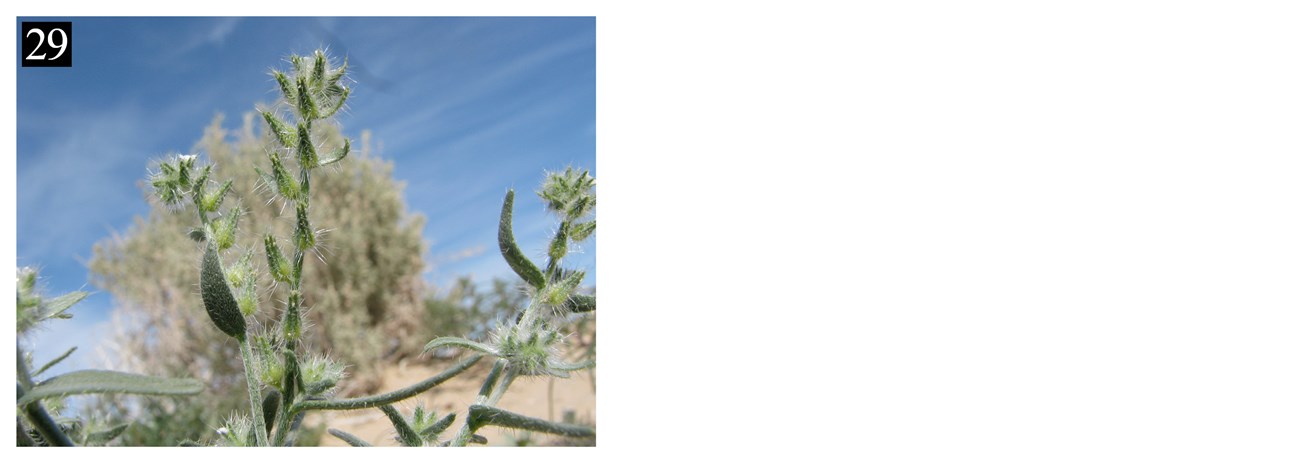 A green, and slightly fuzzy, plant with a number in the corner corresponding to the plant's name, Johnstonella costata, which is listed in the text box below.