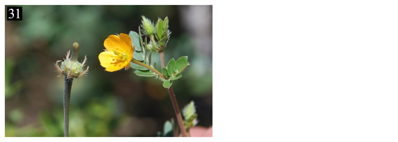 A yellow flower, stem, and green leaves. In the corner a number corresponds to the number and plant's name in the text box below.