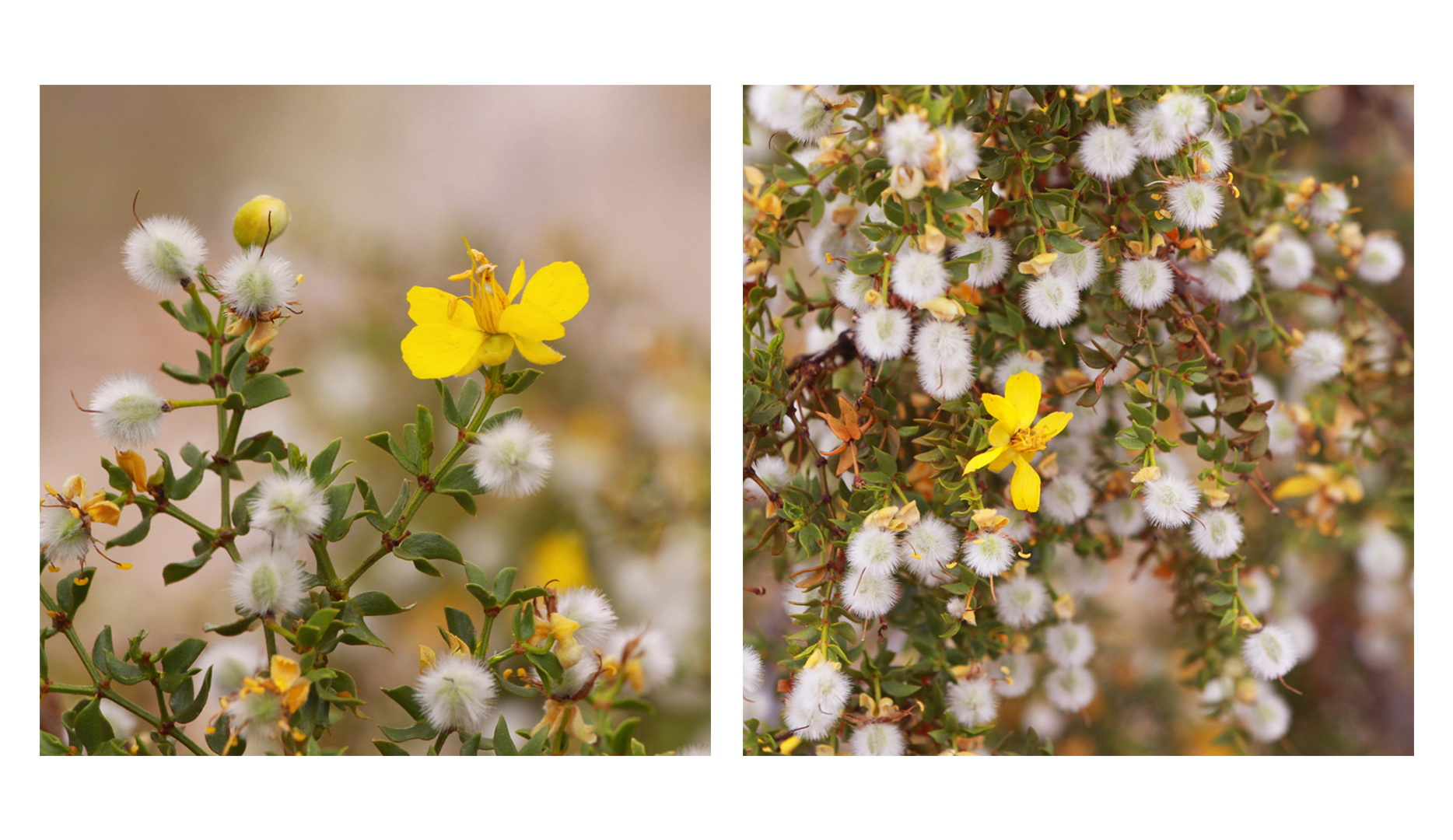 Pair of creosote bush.