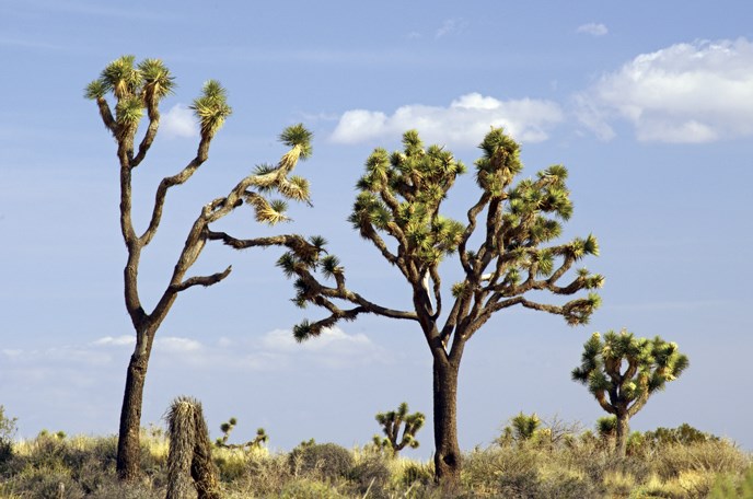 several Joshua trees of different shapes