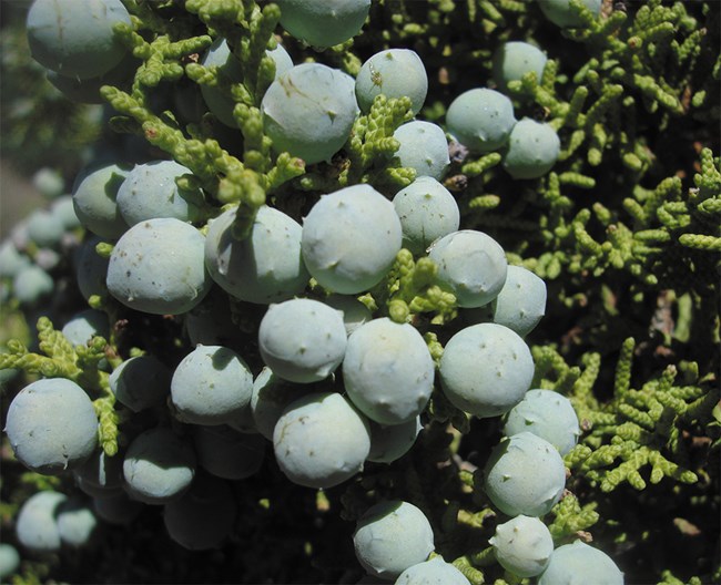 Light blue-gray berries covering scale-like leaves.