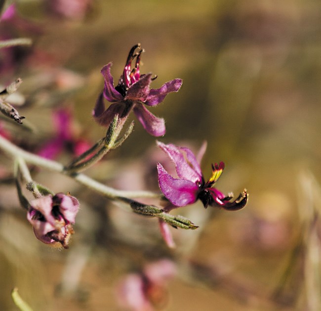 Deep magenta flowers on long green stems.