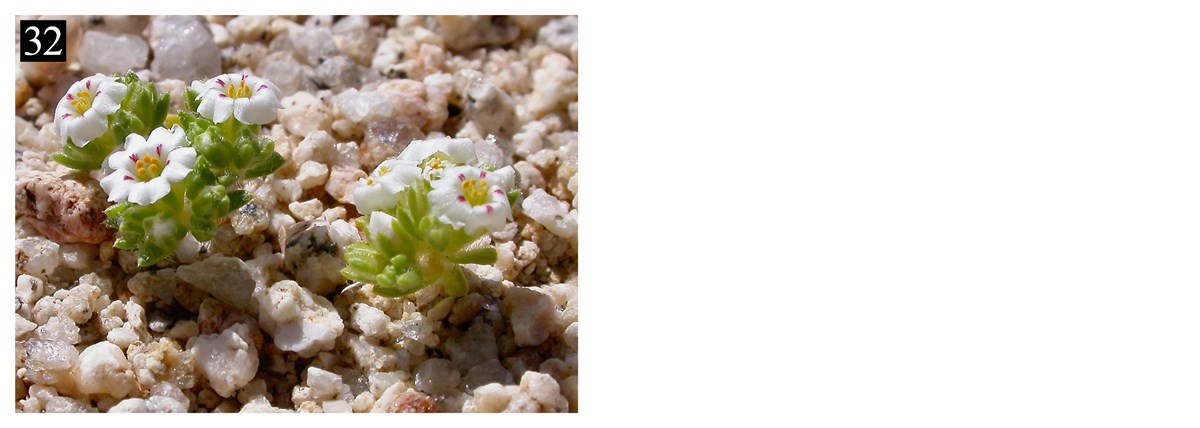 Two small plants with white flowers growing out of a rocky substrate. The number 32 is in the upper right hand corner.