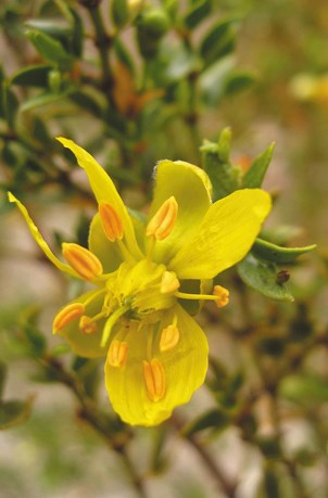 Bright yellow flower with orange stamen.