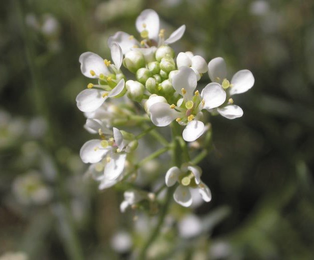 Tiny, four-petaled, white flowers bunched around a single stem.