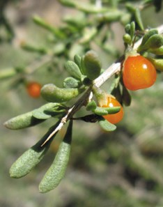 Small orange-colored berries on a green twig.