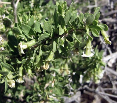 Species Closeup