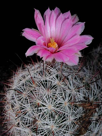 Species Closeup