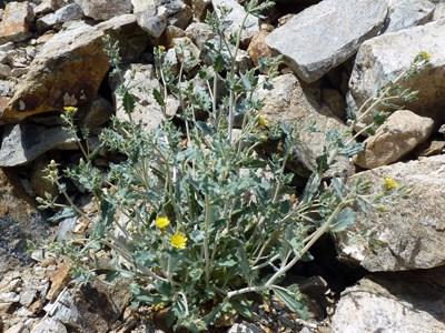 Species Habitat