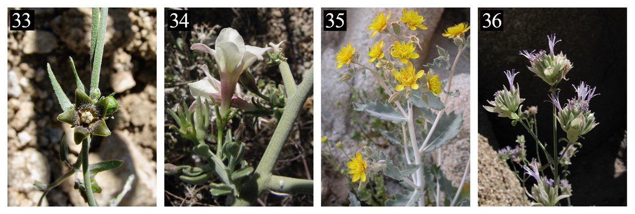 A row of four plants. The numbers 33, 34, 35, and 36 are in the upper left hand corner of each plant image. The 1st has a green flower, the 2nd a white flower, 3rd has yellow flowers, and the last light purple flowers.