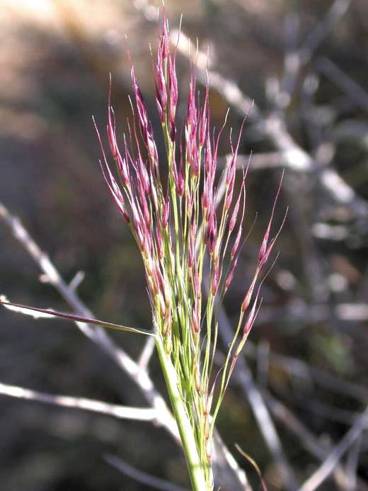 Color photo of a small brush-like gathering of long, narrow, individual blades of pink and lilac. Photo: James Andre