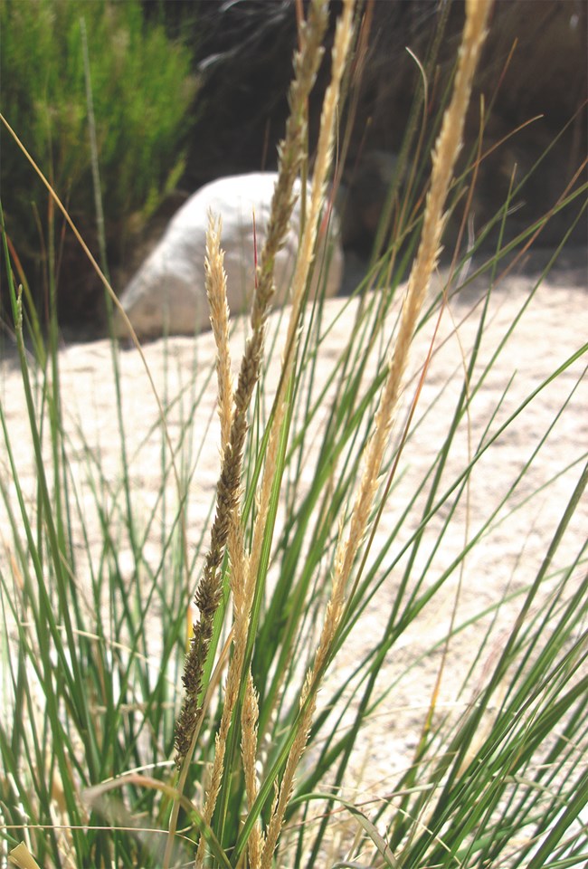 A few long, seed-covered, stalks of grass.