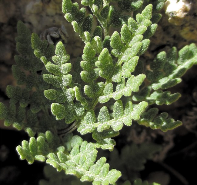 Close-up photo of a green fern.