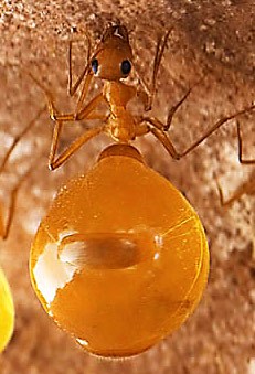 honeypot ant