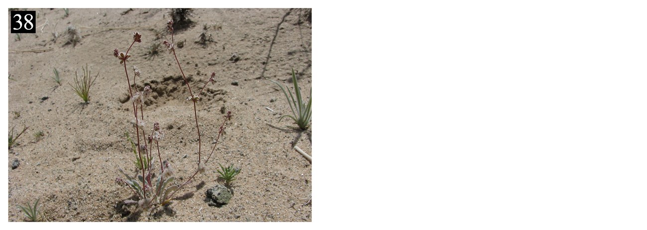 Spare plants grow out of a sandy substrate. The number 38 is in the upper right corner. The plants have very thin stems.