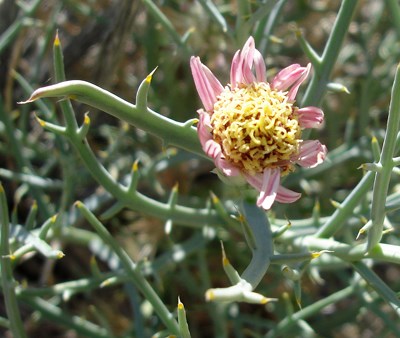 Species Closeup