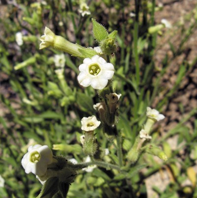 Color photo of a small white flower surrounded by green foliage.