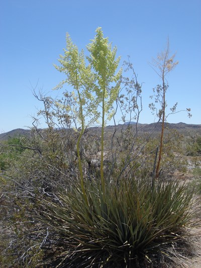 Species Habitat
