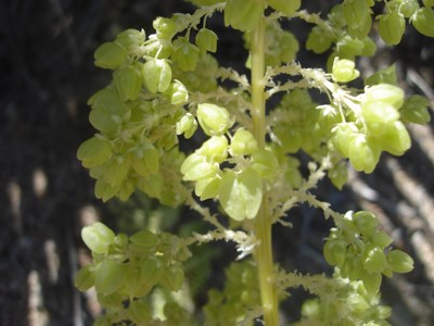 Species Closeup