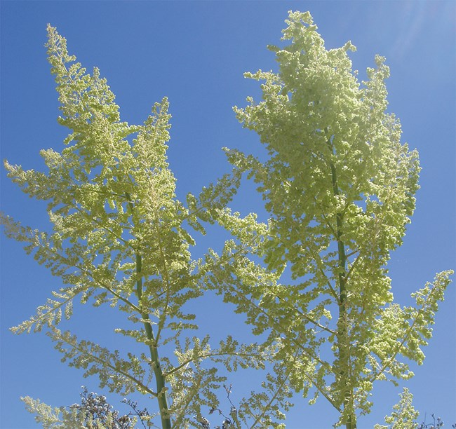 Greenish-white small flowers on a very tall green stalk.